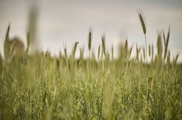 Oren van tarwe op een teeltgebied, landbouw in Italië.