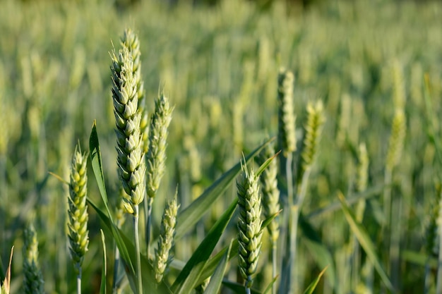 oren van tarwe op een veld close-up op een zonnige zomerdag