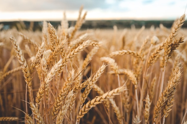 Oren van tarwe op het veld een tijdens zonsondergang tarwe landbouw oogsten agribusiness concept lopen in groot tarweveld grote oogst van tarwe in de zomer op het veld landschap levensstijl