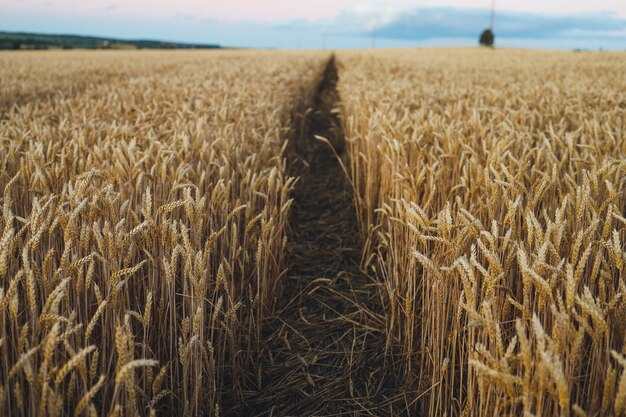 Oren van tarwe op het veld een tijdens zonsondergang tarwe landbouw oogsten agribusiness concept lopen in groot tarweveld grote oogst van tarwe in de zomer op het veld landschap levensstijl