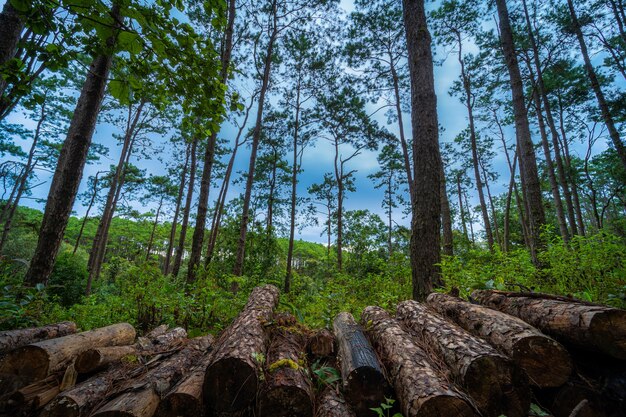 orest green on the mountain on nature trail at Doi Bo Luang Forest Park, Chiang Mai