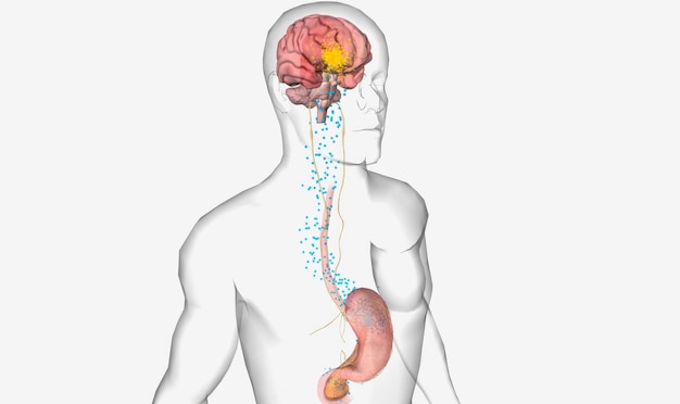 Foto attivazione delle cellule produttrici di orexina da parte della grelina