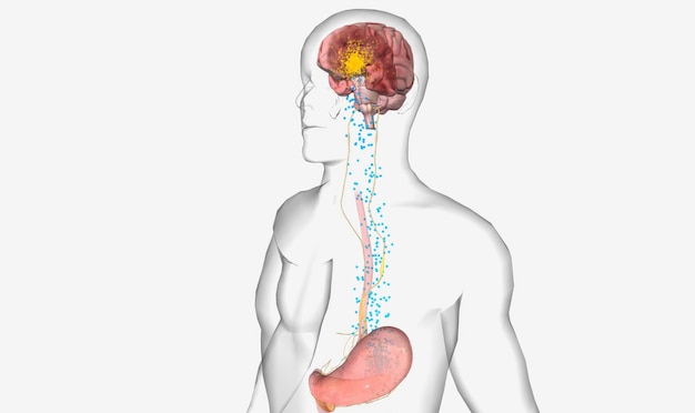 Foto attivazione delle cellule produttrici di orexina da parte della grelina