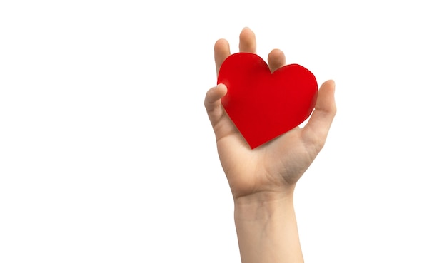 Organ day concept. Hand holding red heart isolated on a white background. Copy space photo