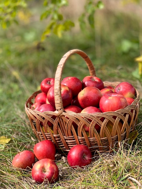 Organic Apples in a Basket. Autumn background. Harvest season concept. Organic apples close up for f