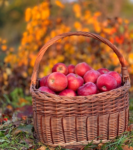 Photo organic apples in a basket. autumn background. harvest season concept. organic apples close up for f