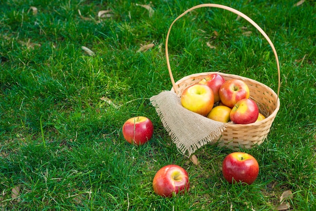 Organic apples in basket in summer grass Fresh apples in nature