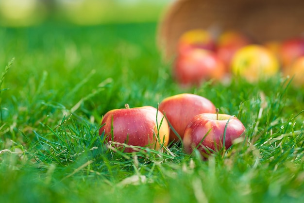 Organic apples in basket in summer grass Fresh apples in nature