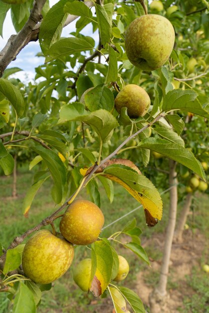 Organic apples Chemically untreated fruit Granny Smith Malus domestica