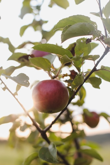 Organic apples Fruit without chemical spraying Autumn day Rural garden Ripe red apple on a tree