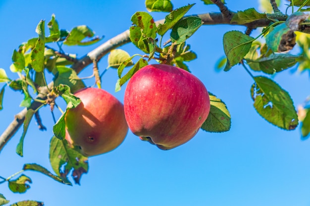 https://img.freepik.com/premium-photo/organic-apples-hanging-from-tree-branch-apple-orchard_442254-2119.jpg