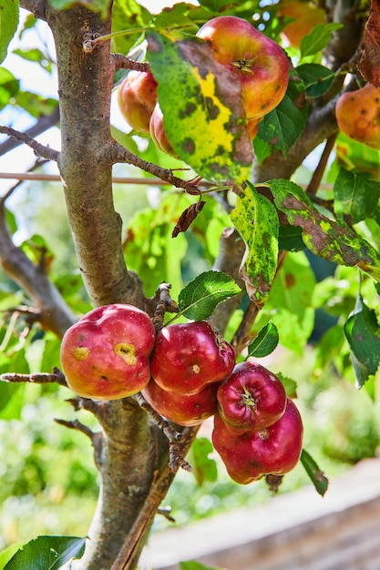 Foto mele biologiche sull'albero alla luce solare con imperfezioni naturali