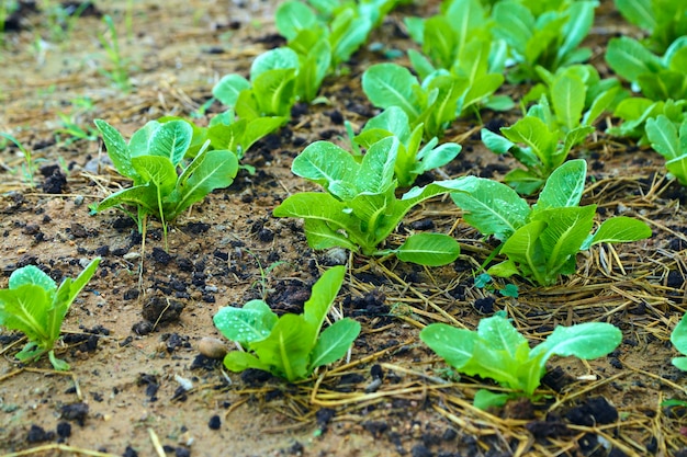 Organic backyard garden with lettuce