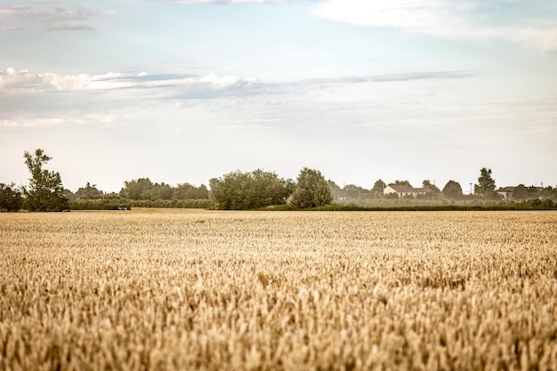 Organic Barley Field in Italy