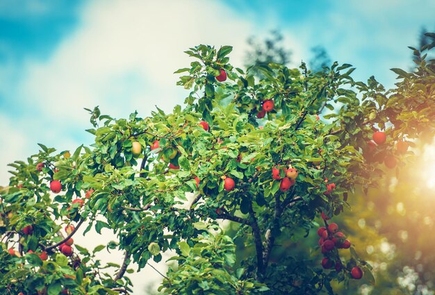 Photo organic bio apples