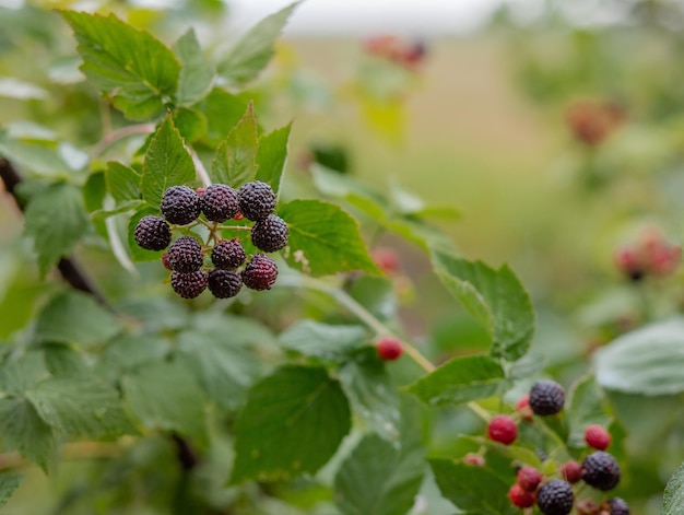 Organic blackberry bush Growing Organic Berries closeup