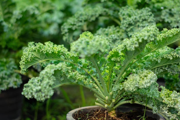 Organic broccoli in vegetable garden