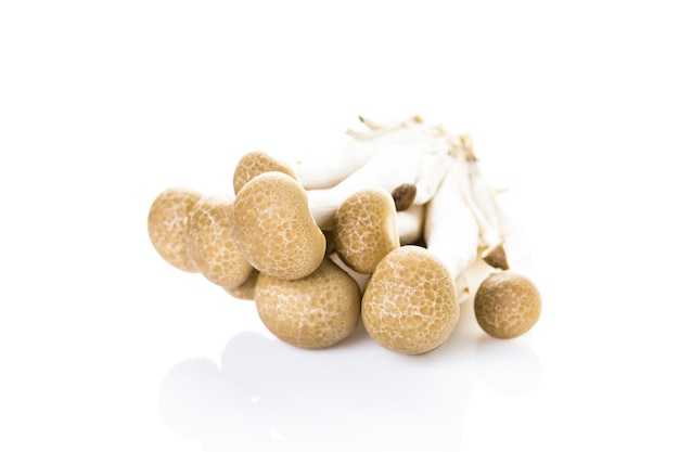 Organic brown beech mushrooms on a white background.