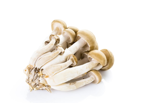 Organic brown beech mushrooms on a white background.