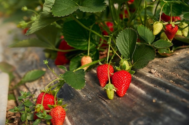 Organic bushes with sweet strawberries growing at farm field. Plantation of sweet seasonal berries. Greenhouse with plants.