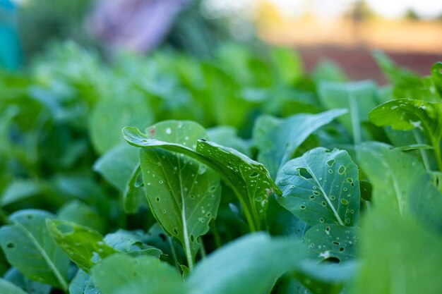 Organic cantonese vegetables plantation on the ground in farm