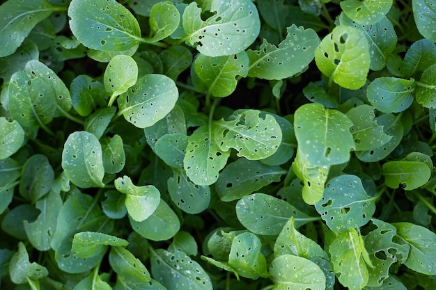 Foto piantagione biologica di ortaggi cantonesi a terra in azienda agricola