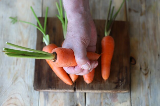 Organic carrots in hands