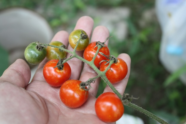 органический вишневый томат на руке размытый фон
