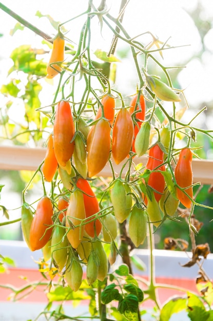 Органические помидоры черри органические красочные помидоры свежие помидорыселективный фокус
