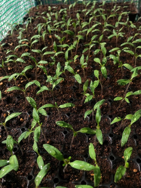 Organic chili plants germinating in seedbed