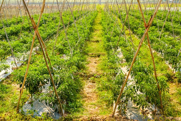 Organic Chilli or pepper plantation in garden