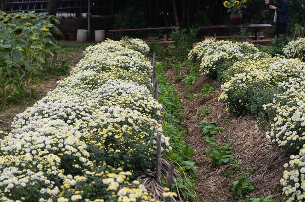 台湾銅鑼苗栗県の有機菊の花黄色の花屋さんのデイジー