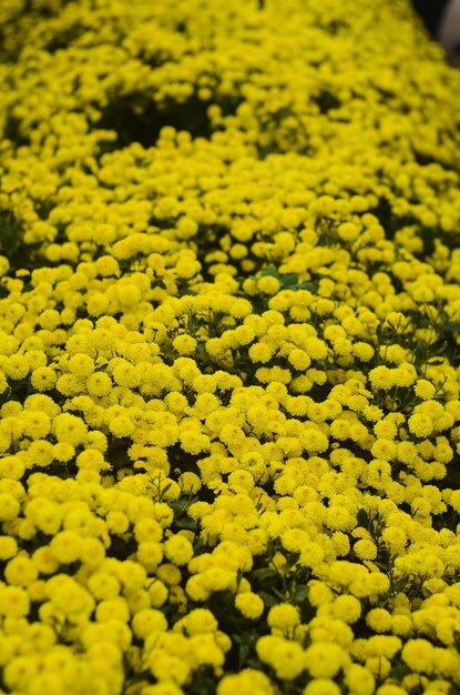 台湾銅鑼苗栗県の有機菊の花黄色の花屋さんのデイジー