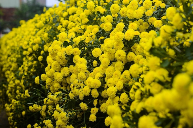 Organic Chrysanthemum Blossom in Tongluo Miaoli County of Taiwanyellow florist's Daisy