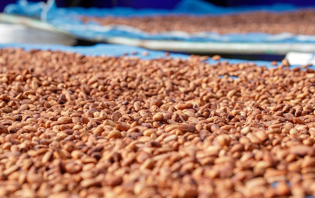 Fave di cacao organiche essiccazione al sole in una fattoria