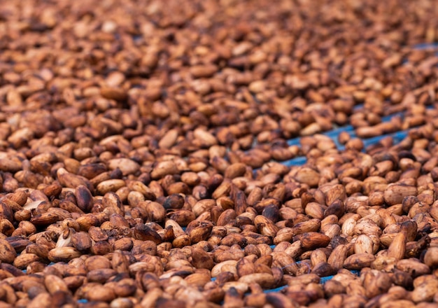 Organic cocoa beans sun drying on a farm