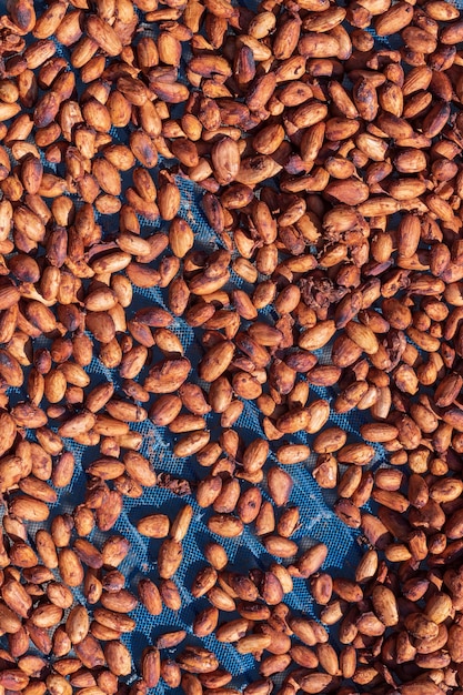 Органические какао-бобы сушки на ферме
