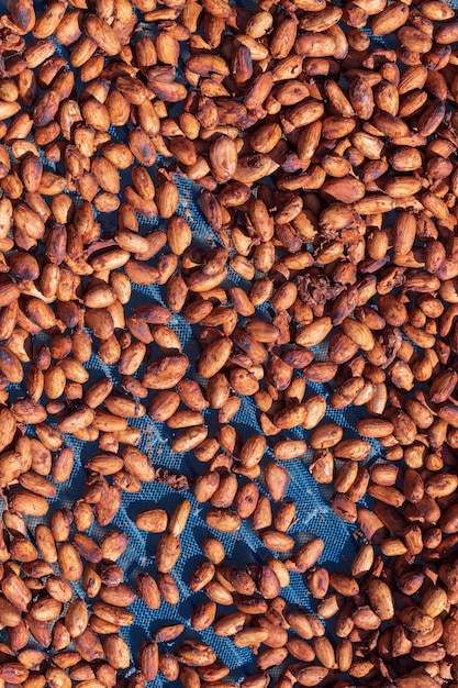 Organic cocoa beans sun drying on a farm