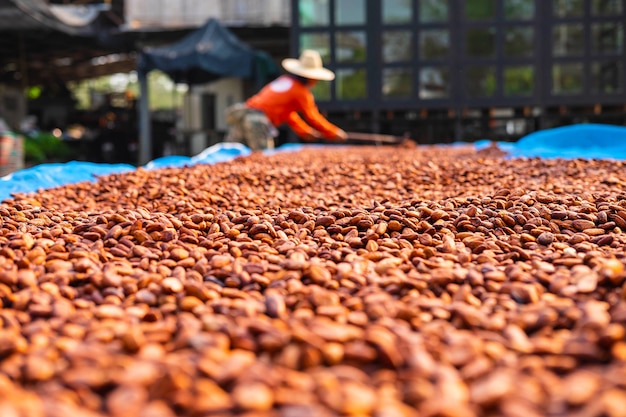 Organic cocoa beans sun drying on a farm