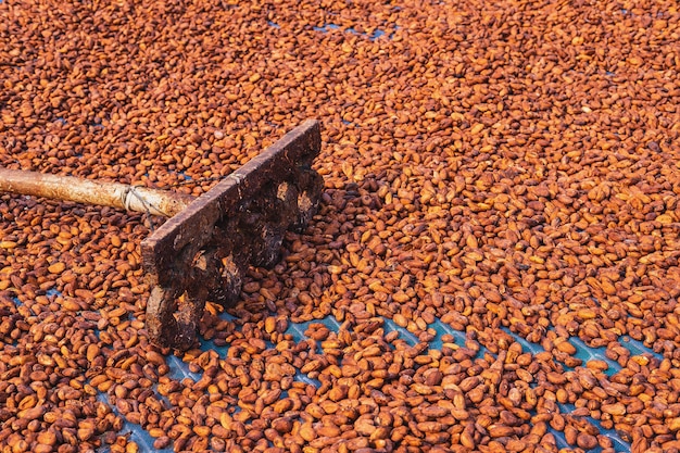 Organic cocoa beans sun drying on a farm