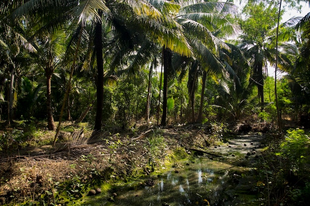 Органические кокосовые плантации в районе Самут Сонгкрам в Таиланде