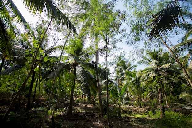 Organic coconut plantations in the Samut Songkram area of Thailand