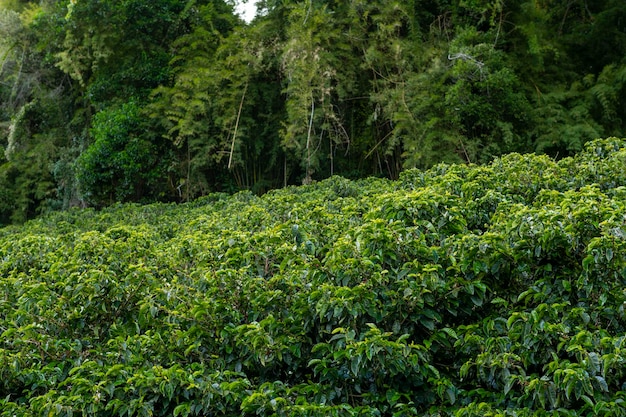 An organic coffee farm in the mountains of panama with red
coffee cherries chiriqui highlands panama