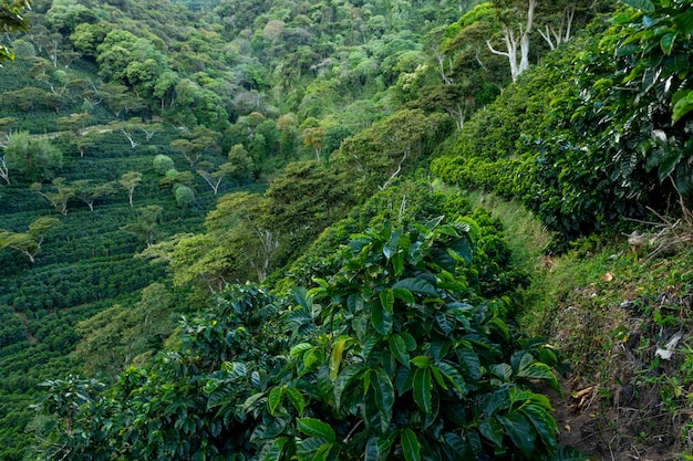 An organic coffee farm in the mountains of Panama with red coffee cherries Chiriqui highlands Panama