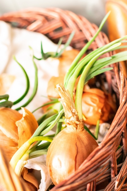 Organic colorful onions with green sprouts.