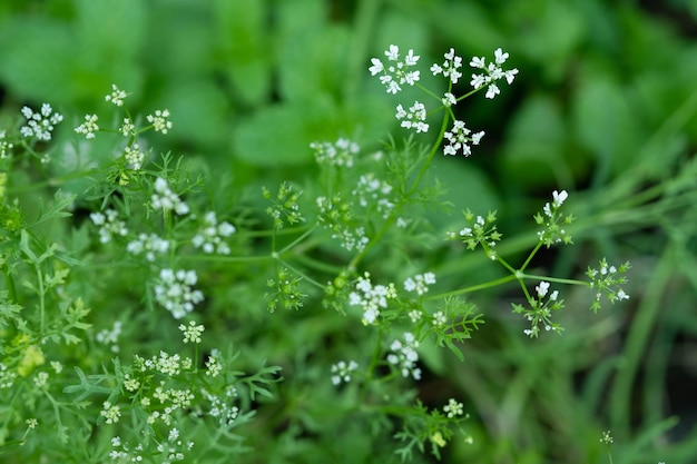 庭の有機コリアンダーの花 とてもかわいい白いコリアンダーの花