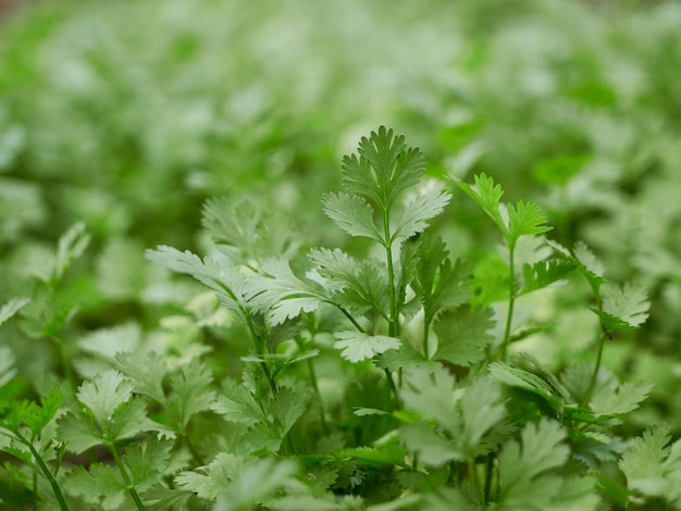 Organic coriander