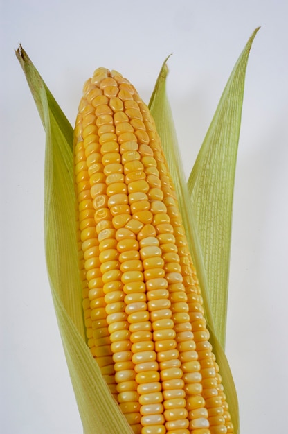 Organic corn cob isolated on white background.