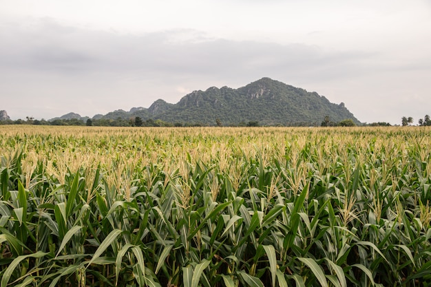 Organic corn field at agriculture field. Beautiful green field before harvest. 