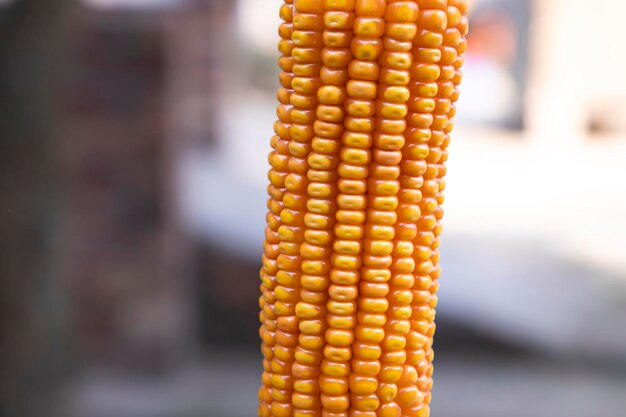 Photo organic corn with a shallow depth of field selective focus